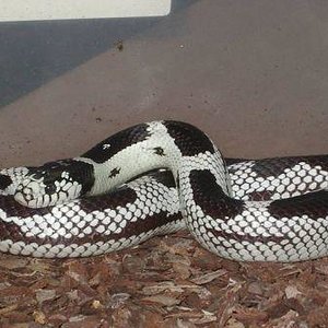 Californiae 50-50.JPG