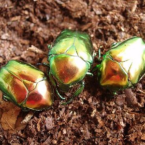 Cetonischema aeruginosa.JPG