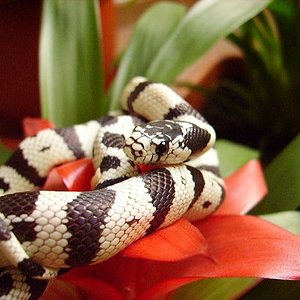 lampropeltis1.jpg