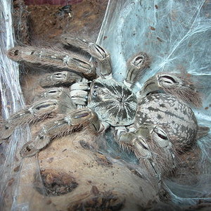 Heteroscodra maculata.jpg