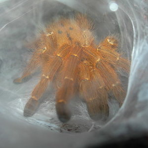 Pterinochilus murinus en madriguera.jpg