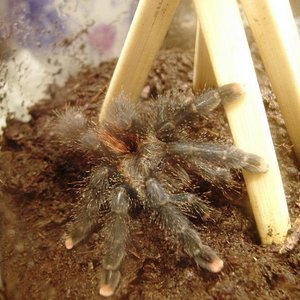 terrario avi lateral.JPG