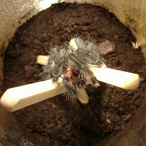 terrario avi sup.JPG