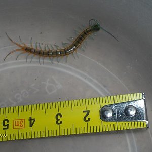 Subspinipes 3.JPG