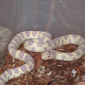 Californiae high.JPG