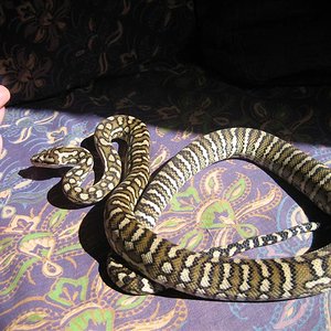 mudadas 003 (Medium).jpg