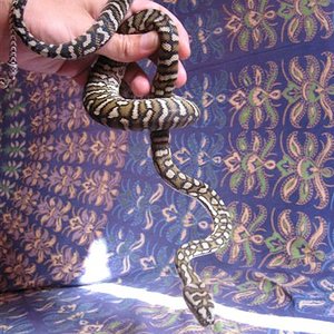 mudadas 017 (Medium).jpg