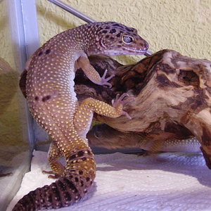 macho hypogolden.jpg