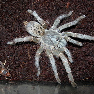 Pterinochilus lugardi.jpg