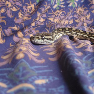 mudadas 081 (Medium).jpg