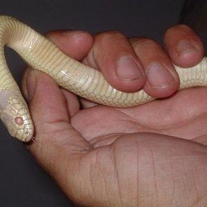 detalle banana rayada 1.JPG