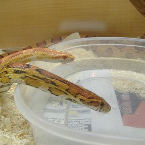 una cervecilla XD.JPG