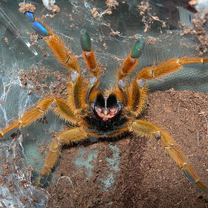 Pterinochilus murinus.jpg