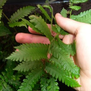 CIMG1500 (600 x 450).jpg