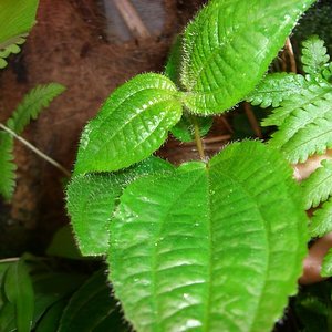 CIMG1501 (600 x 450).jpg