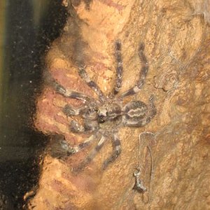 poecilotheria 003 (Medium).jpg