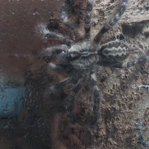 poecilotheria 007 (Medium).jpg