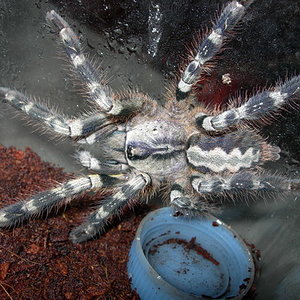 Poecilotheria regalis.jpg