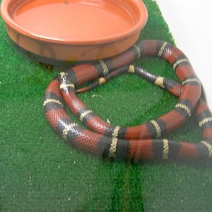 nelsoni hemb. mia 2.JPG