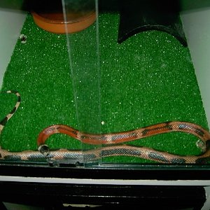 sinaloa hetero hembra 1.JPG