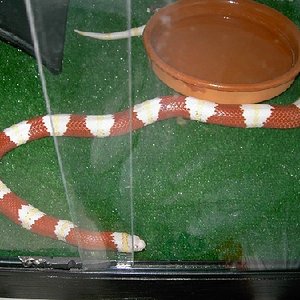 nelsoni alb. mach mio 1.JPG