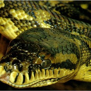 amatista con carpet.jpg