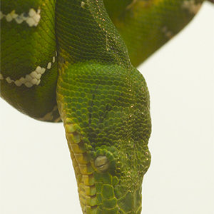 Corallus caninus 01.jpg