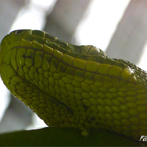 Corallus caninus 02.jpg