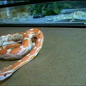 Elaphe guttata(creamcicle).JPG