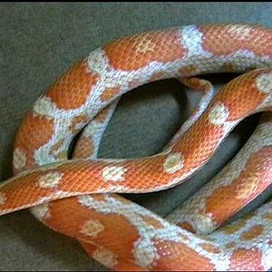 Elaphe guttata(creancicle)..JPG