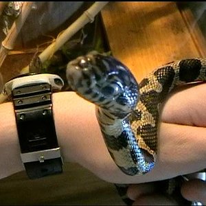 Elaphe guttata X Lampropeltis getulus californiae.JPG