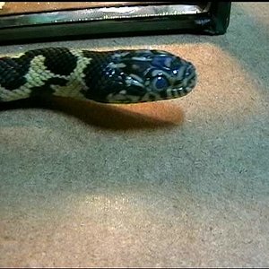 guttata X Lampropeltis californiae.JPG