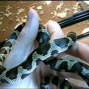 guttata X Lampropeltis californiae..JPG