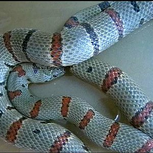 Lampropeltis alterna.JPG