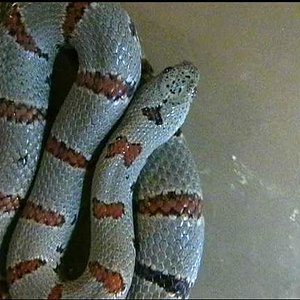 Lampropeltis alterna ,.JPG