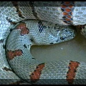 Lampropeltis alterna ..JPG