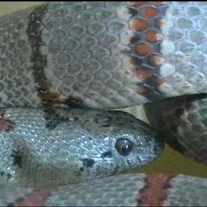Lampropeltis alterna macho.JPG