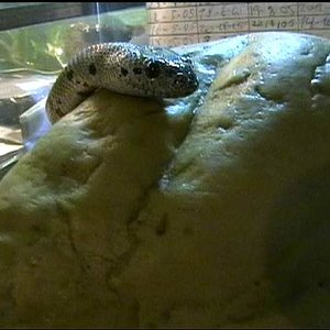 Lampropeltis alterna ...JPG