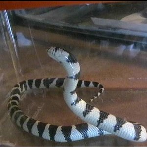 Lampropeltis californiae baby..JPG