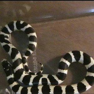 Lampropeltis californiae baby....JPG