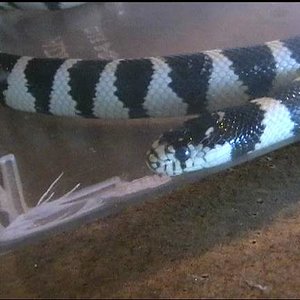 Lampropeltis getulus californiae baby.JPG