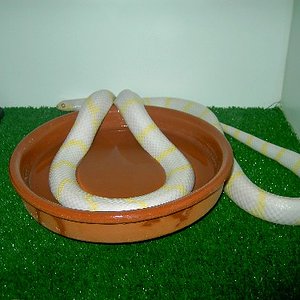 calif. alb. anill. mia 2.JPG