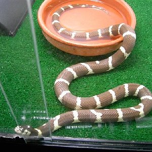 calif. anill.mach.mia marr 1.JPG