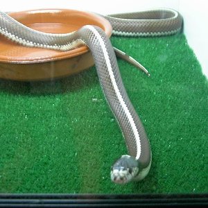 calif.stripped.mach.mia 2.JPG