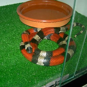 cambelli hemb. mia 1.JPG