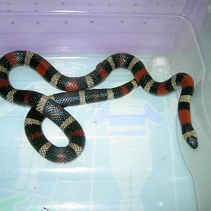 cambellis mach.mia.JPG