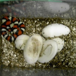 cria camebelli fuera huevo.JPG