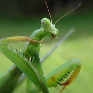 Mantis.JPG