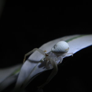 Misumena vatia.JPG