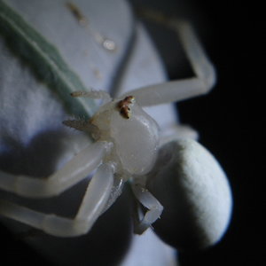 Misumena vatia Thomisidae..JPG